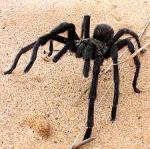 Tarantula
