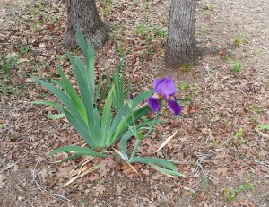 The Promise of Spring