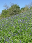Bluebonnets in Bloom