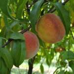 Peach Tree